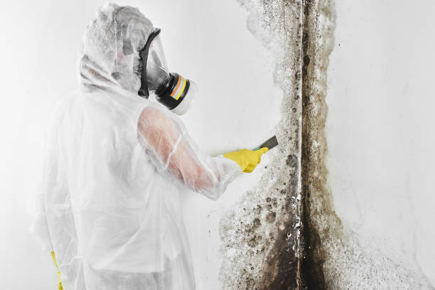 Parkwood, CA Mold Remediation Company