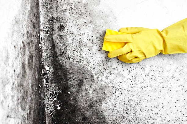 Best Mold Remediation for Schools in Parkwood, CA