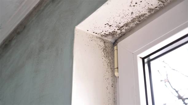 Best Emergency Mold Remediation in Parkwood, CA