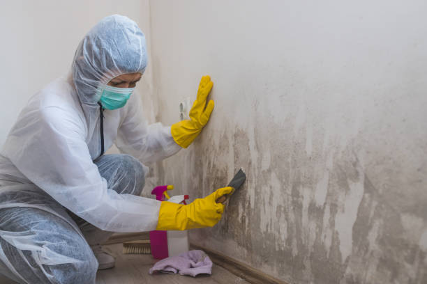 Best DIY Mold Remediation Support Services in Parkwood, CA