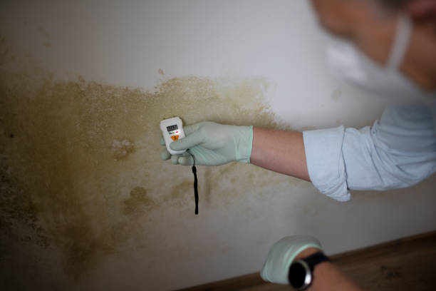 Best Commercial Mold Remediation in Parkwood, CA
