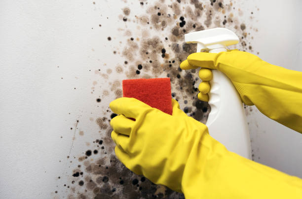 Best Post-Remediation Services in Parkwood, CA