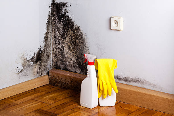 Best Post-Flood Mold Remediation in Parkwood, CA