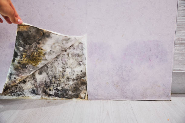 Best Kitchen Mold Remediation in Parkwood, CA